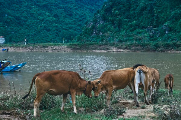 Bovine Besties