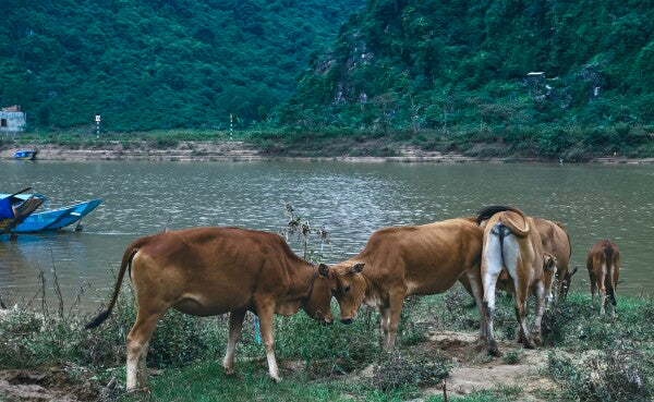 Bovine Besties