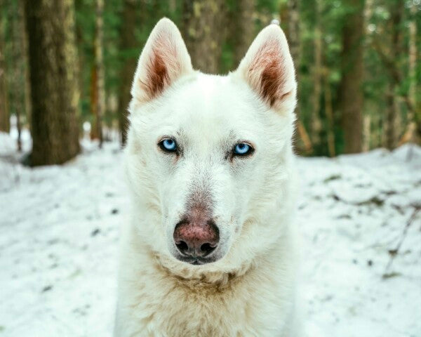 White Woof