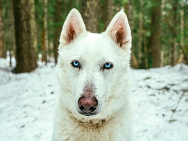 White Woof