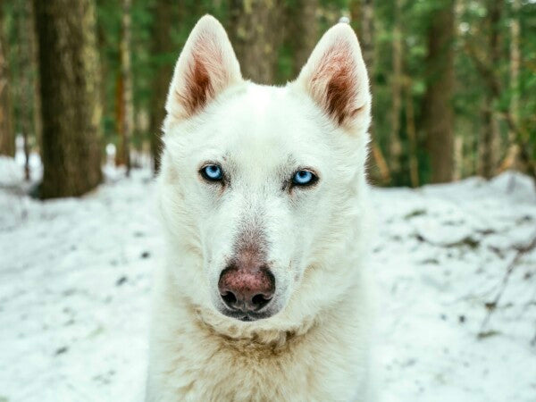 White Woof