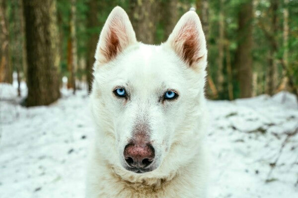 White Woof