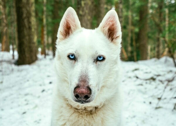 White Woof