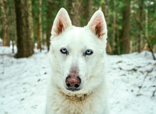 White Woof