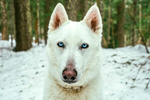 White Woof