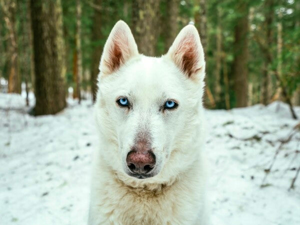 White Woof