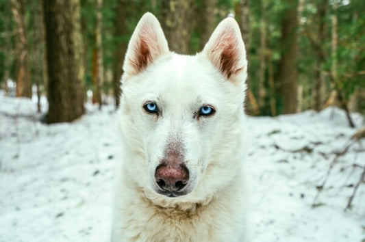 White Woof