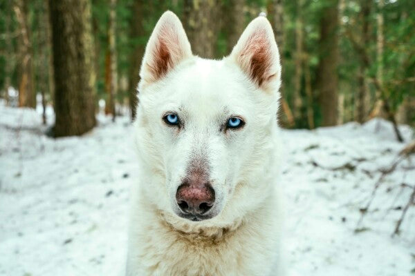 White Woof