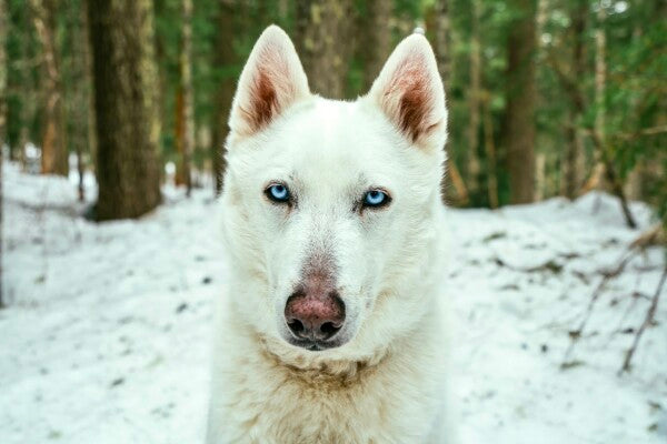 White Woof