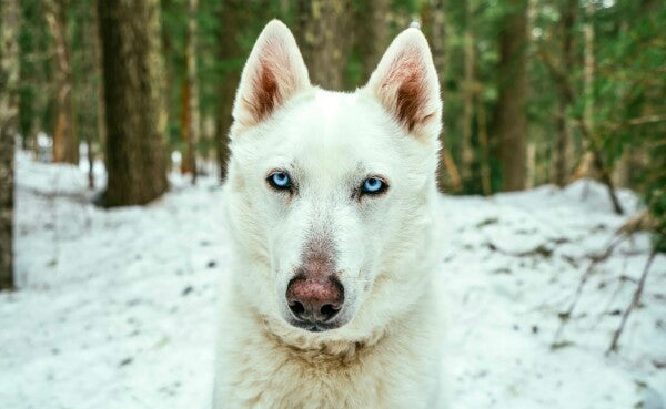 White Woof