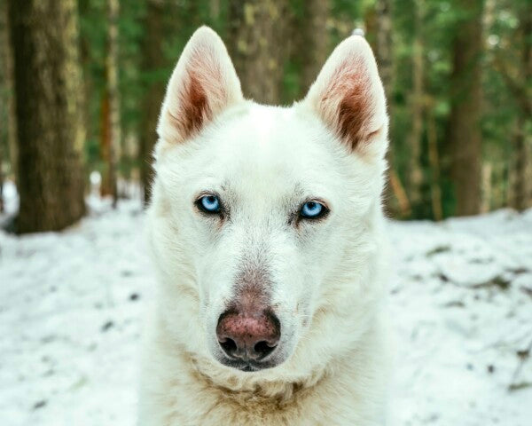 White Woof