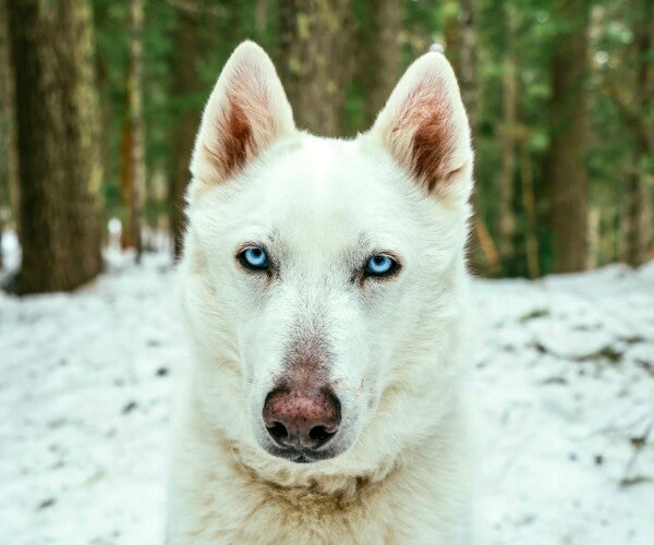 White Woof