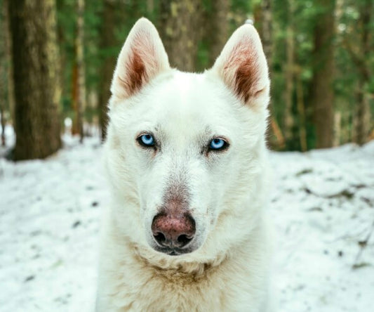 White Woof