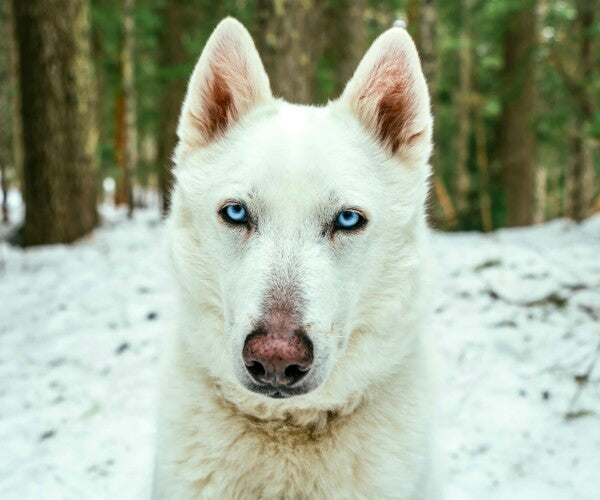 White Woof