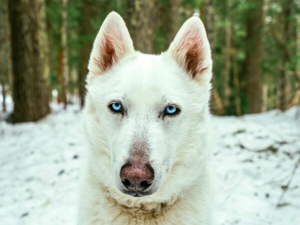 White Woof