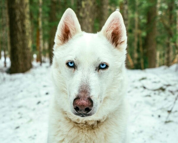 White Woof