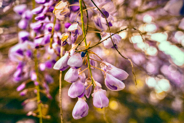 Purple Petals