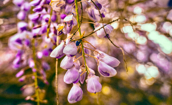 Purple Petals