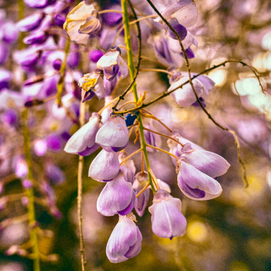 Purple Petals