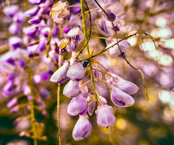 Purple Petals