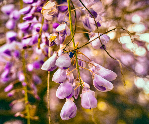 Purple Petals