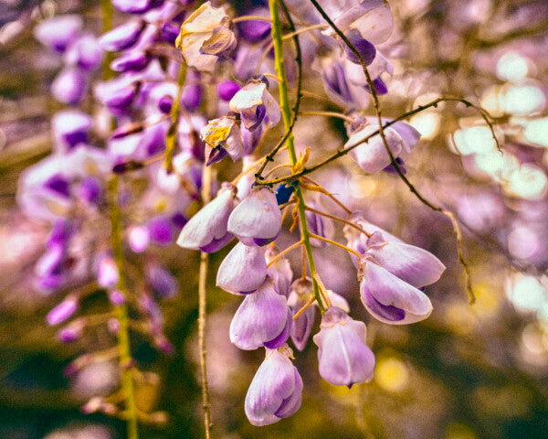 Purple Petals