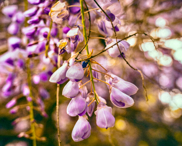 Purple Petals