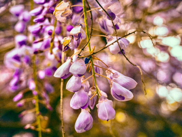 Purple Petals