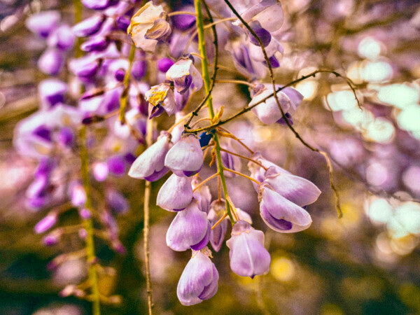 Purple Petals