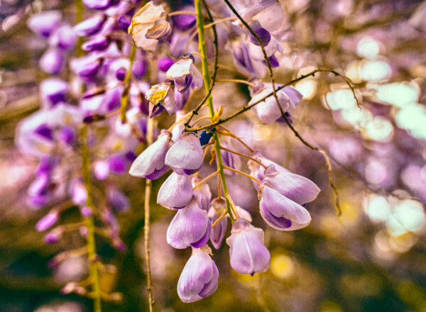 Purple Petals