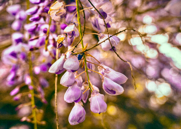 Purple Petals