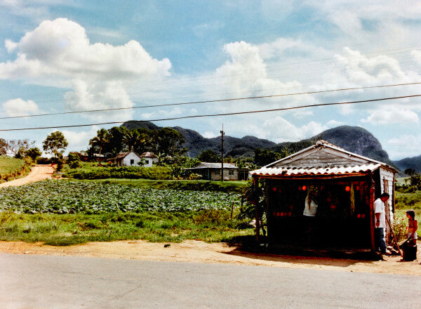 Family Fruit (35mm Film)