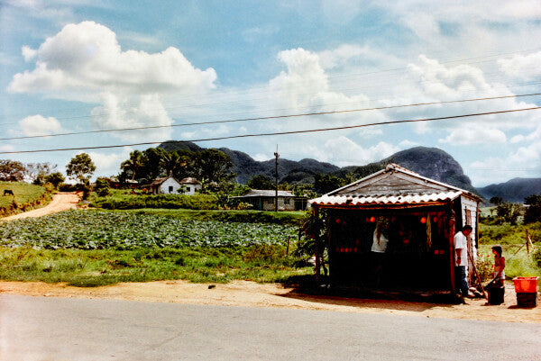 Family Fruit (35mm Film)