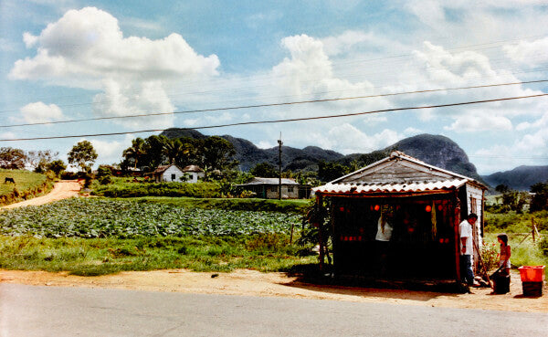 Family Fruit (35mm Film)