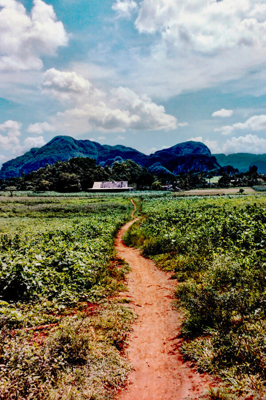 Only Road (35mm Film)