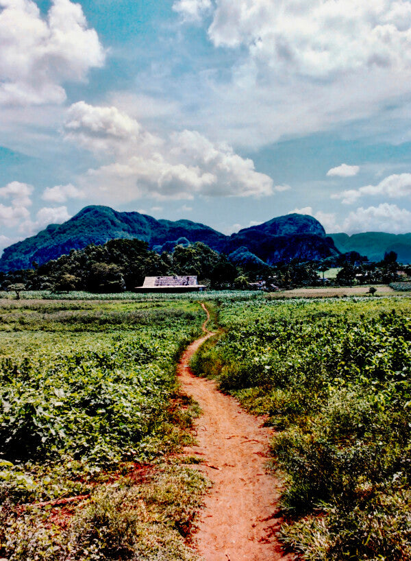 Only Road (35mm Film)