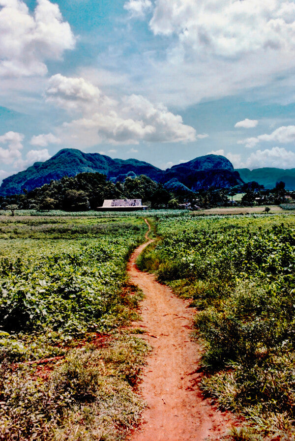 Only Road (35mm Film)