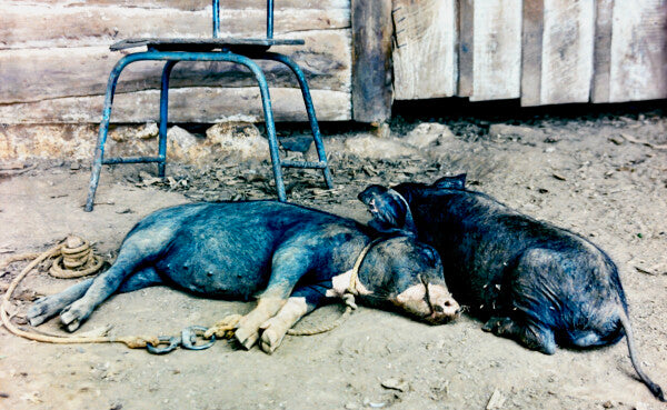 Two Little Piggies Pt. 1 (35mm Film)