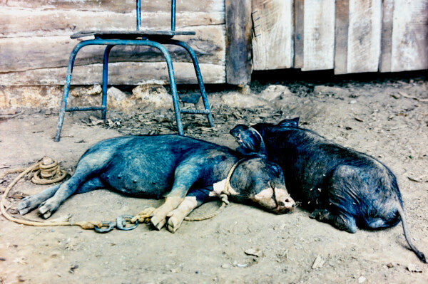 Two Little Piggies Pt. 1 (35mm Film)