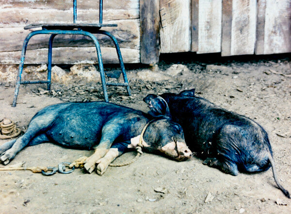 Two Little Piggies Pt. 1 (35mm Film)