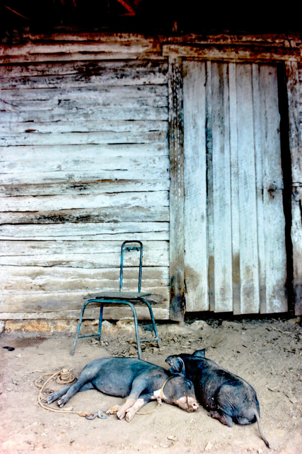 Two Little Piggies Pt. 2 (35mm Film)