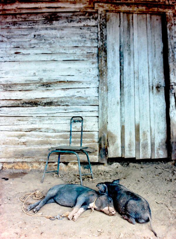 Two Little Piggies Pt. 2 (35mm Film)