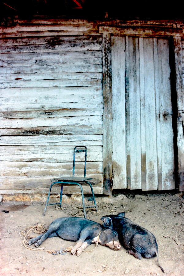 Two Little Piggies Pt. 2 (35mm Film)