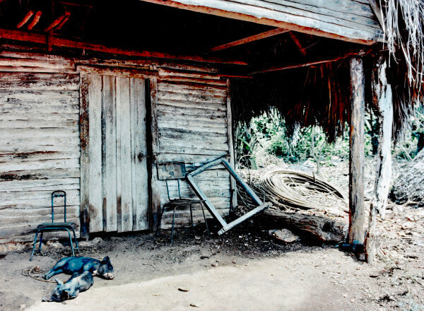 Two Little Piggies Pt. 3 (35mm Film)