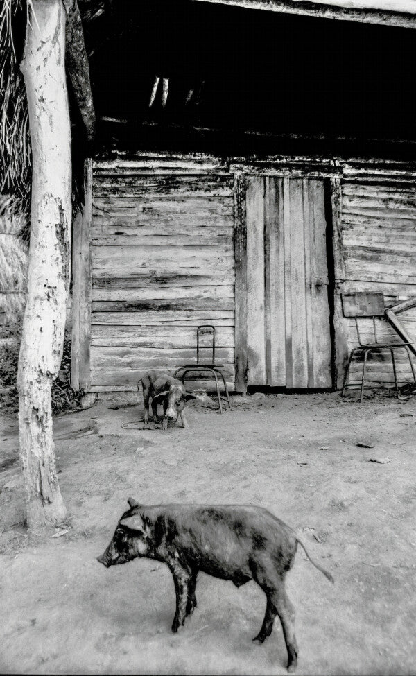 Pig Pals (35mm Film)