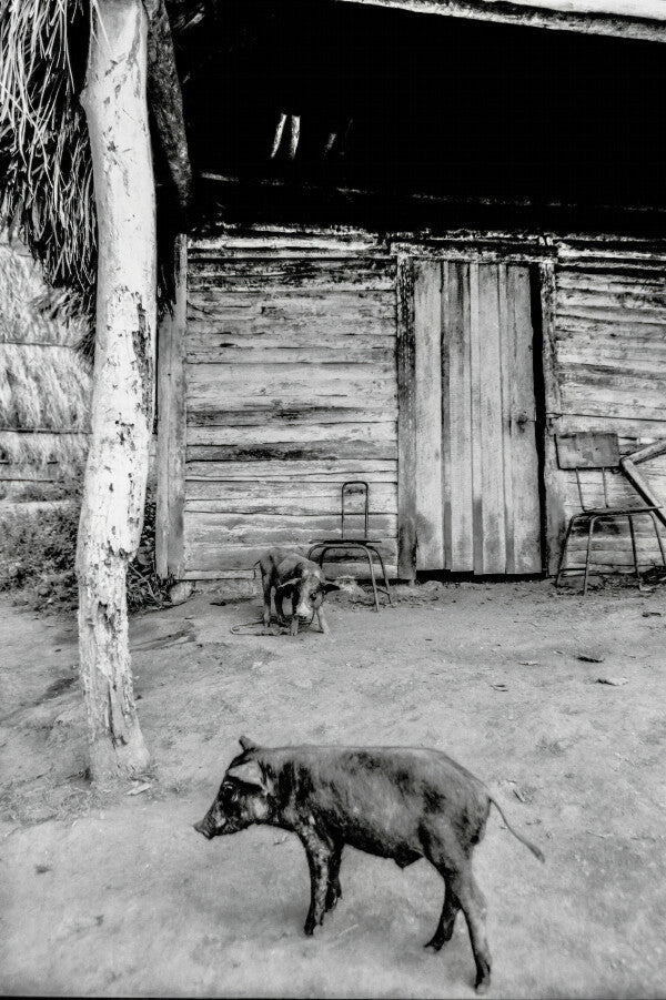 Pig Pals (35mm Film)