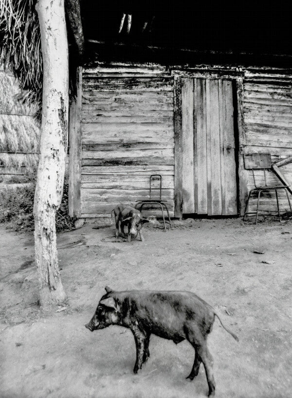 Pig Pals (35mm Film)